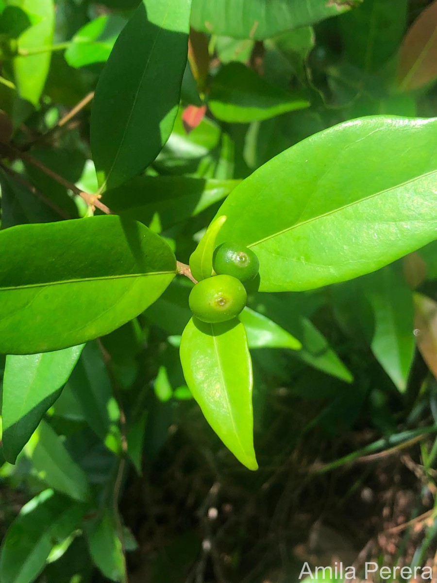 Coffea travancorensis Wight & Arn.